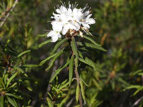 Imagem de Rhododendron tomentosum (Stokes) Harmaja