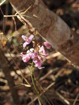 Image of Pine-pink