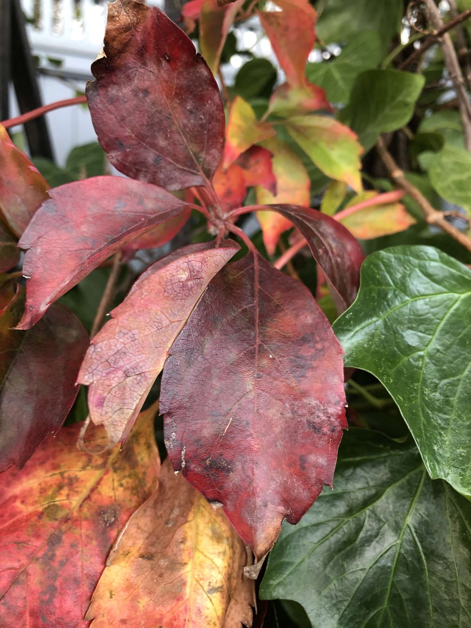 Image of Grape Powdery Mildew