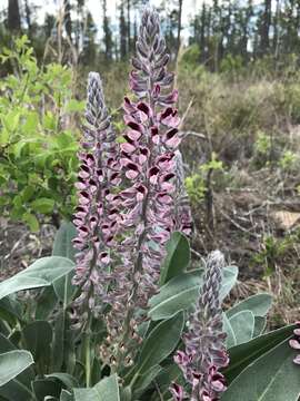 Imagem de Lupinus villosus Willd.