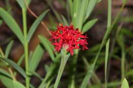 Pimelea punicea R. Br. resmi