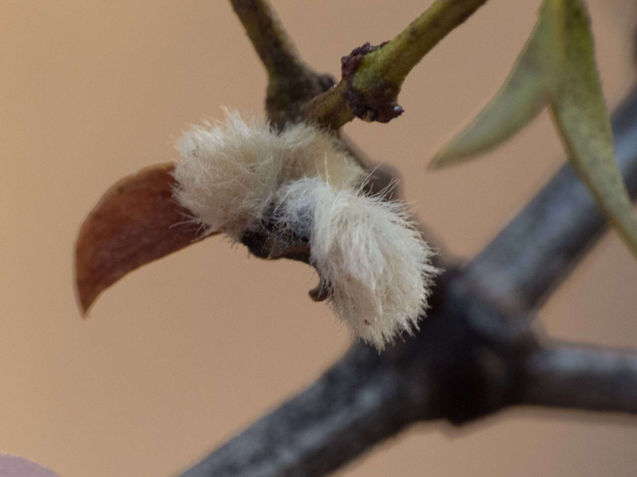 Image of Asphondylia villosa Gagne 1990