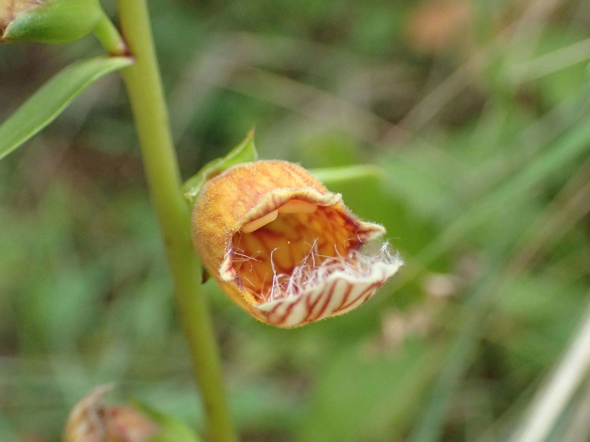 Imagem de Digitalis laevigata Waldst. & Kit.