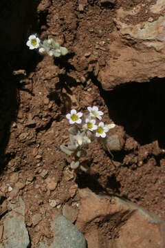 Imagem de Sedum mucizonia