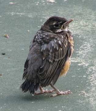 Image of American Robin