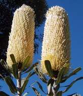 Image of Banksia sceptrum Meissn.