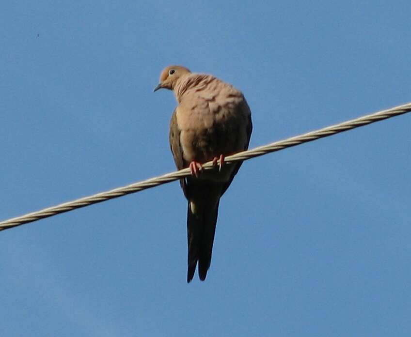 Image of American Mourning Dove