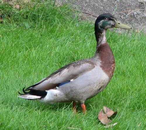 Image of Common Mallard