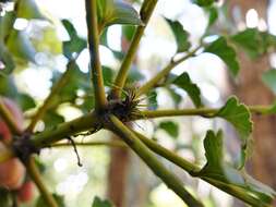 Image of Celery-top Pine