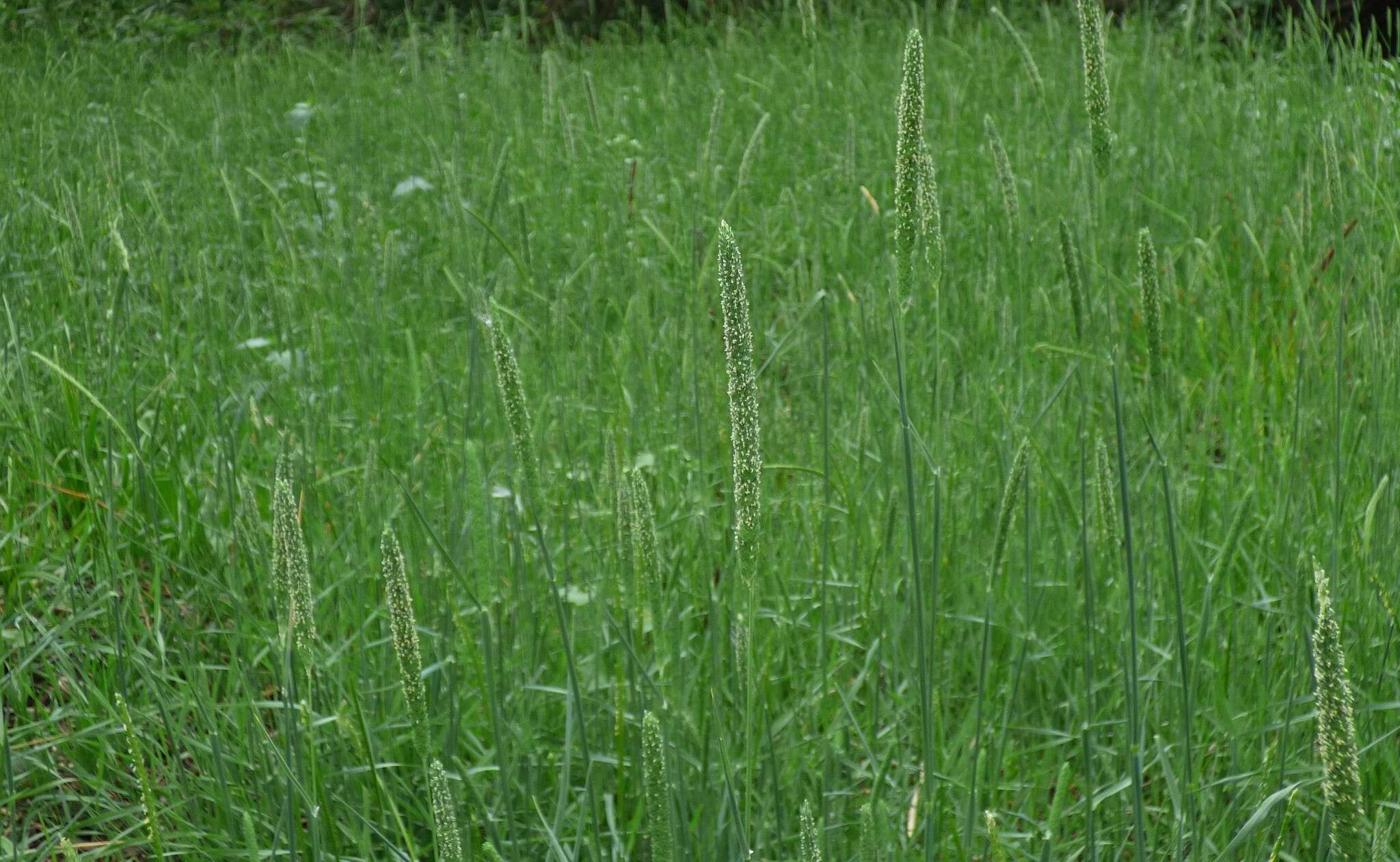 Image of timothy canarygrass