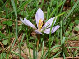 Image de Crocus cartwrightianus Herb.