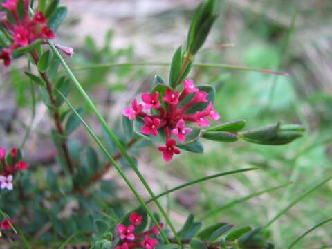 Image of Pimelea alpina F. Müll. ex Meissn.