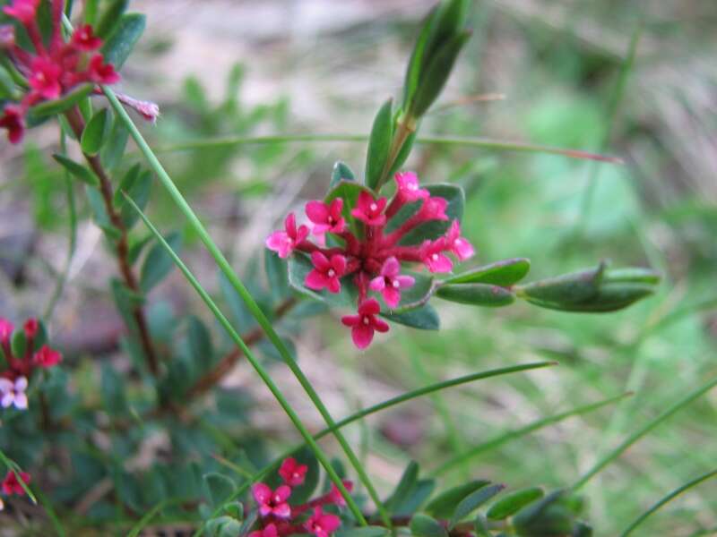 صورة Pimelea alpina F. Müll. ex Meissn.