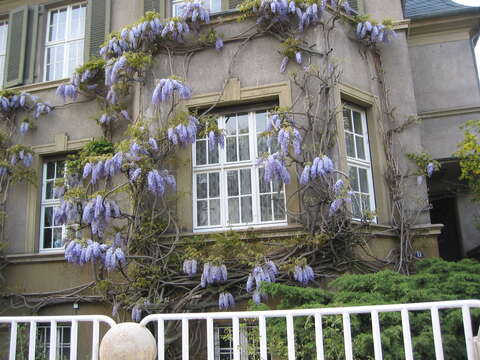 Image of Chinese wisteria