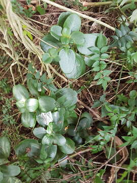 Image of Cape Province pygmyweed