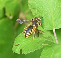 Image de Anthidium florentinum (Fabricius 1775)