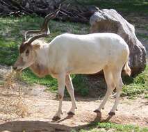 Image of Addax Laurillard 1841