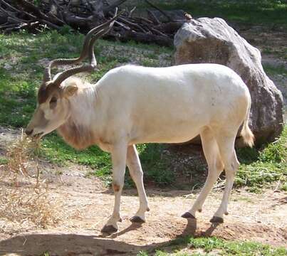 Image of Addax Laurillard 1841