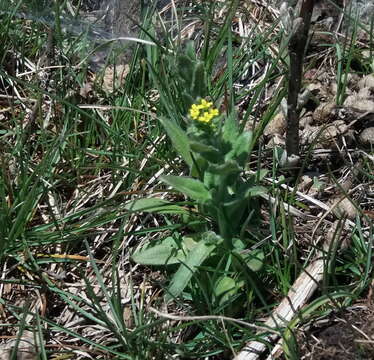 Image of woodland draba