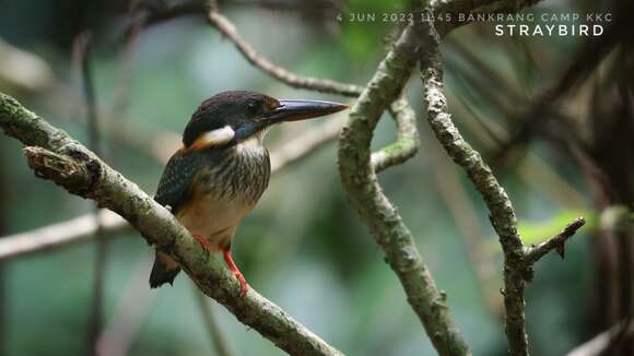 Alcedo peninsulae的圖片