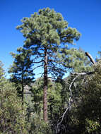 Imagem de Pinus engelmannii Carrière