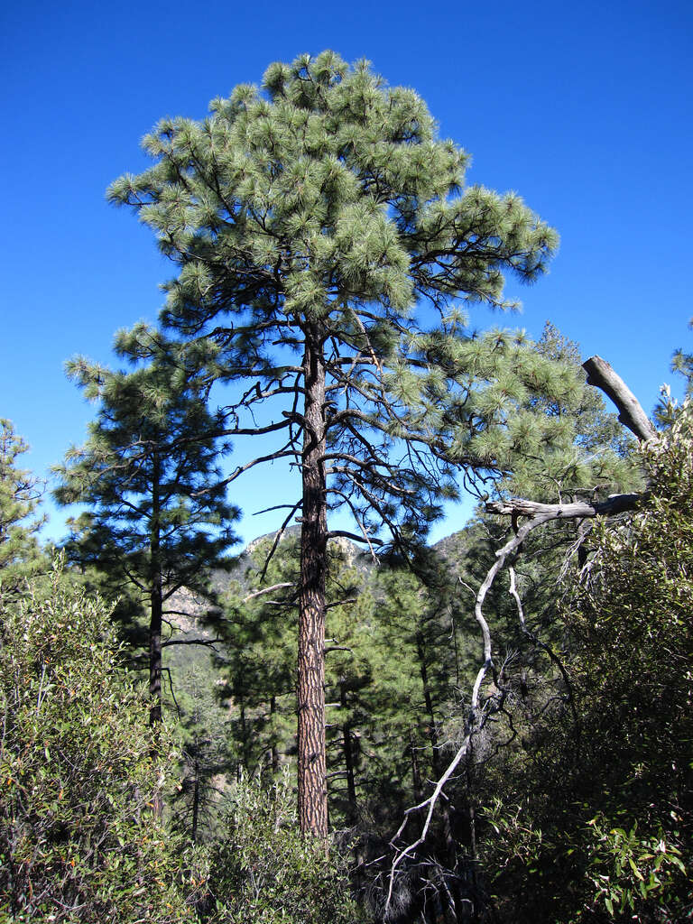 Imagem de Pinus engelmannii Carrière