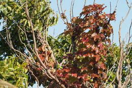 صورة Parthenocissus tricuspidata (Siebold & Zucc.) Planchon