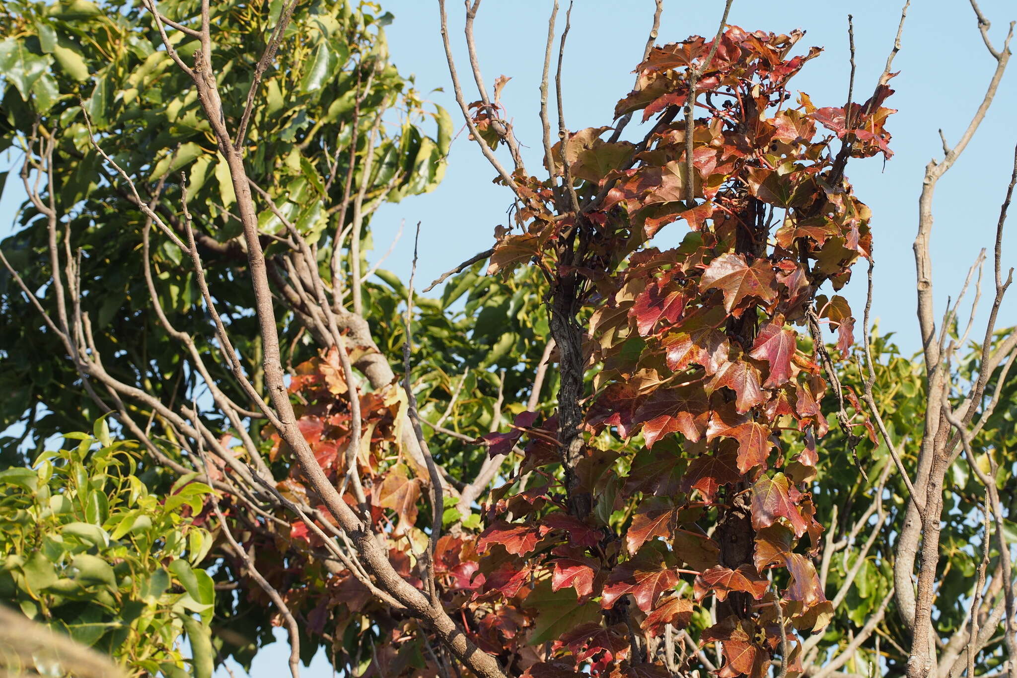 Parthenocissus tricuspidata (Siebold & Zucc.) Planchon resmi