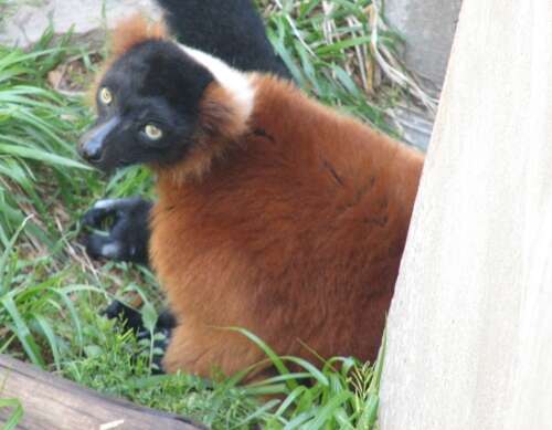 Image of Red Ruffed Lemur