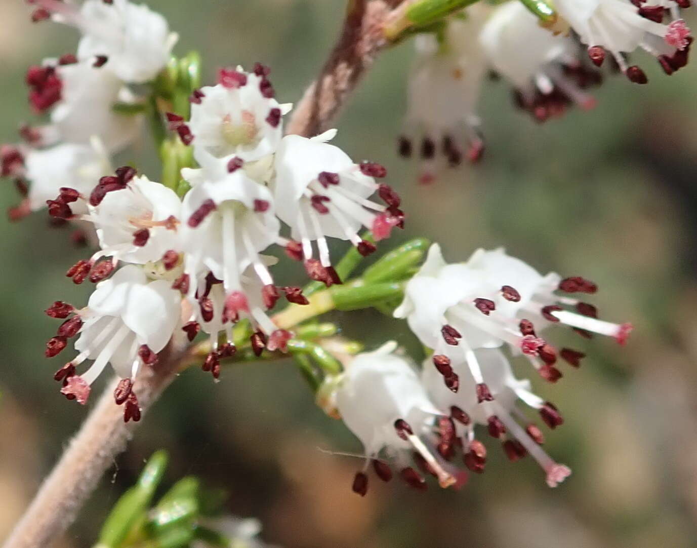 Image of Erica simulans Dulfer