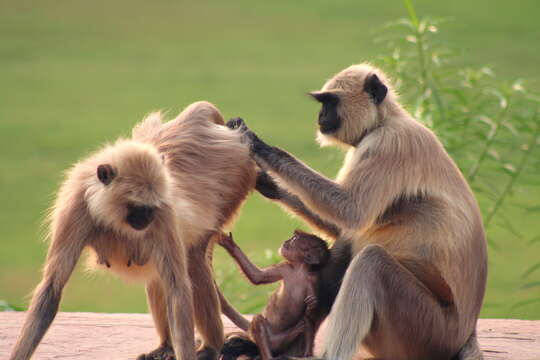 Image of Dussumier's Malabar Langur