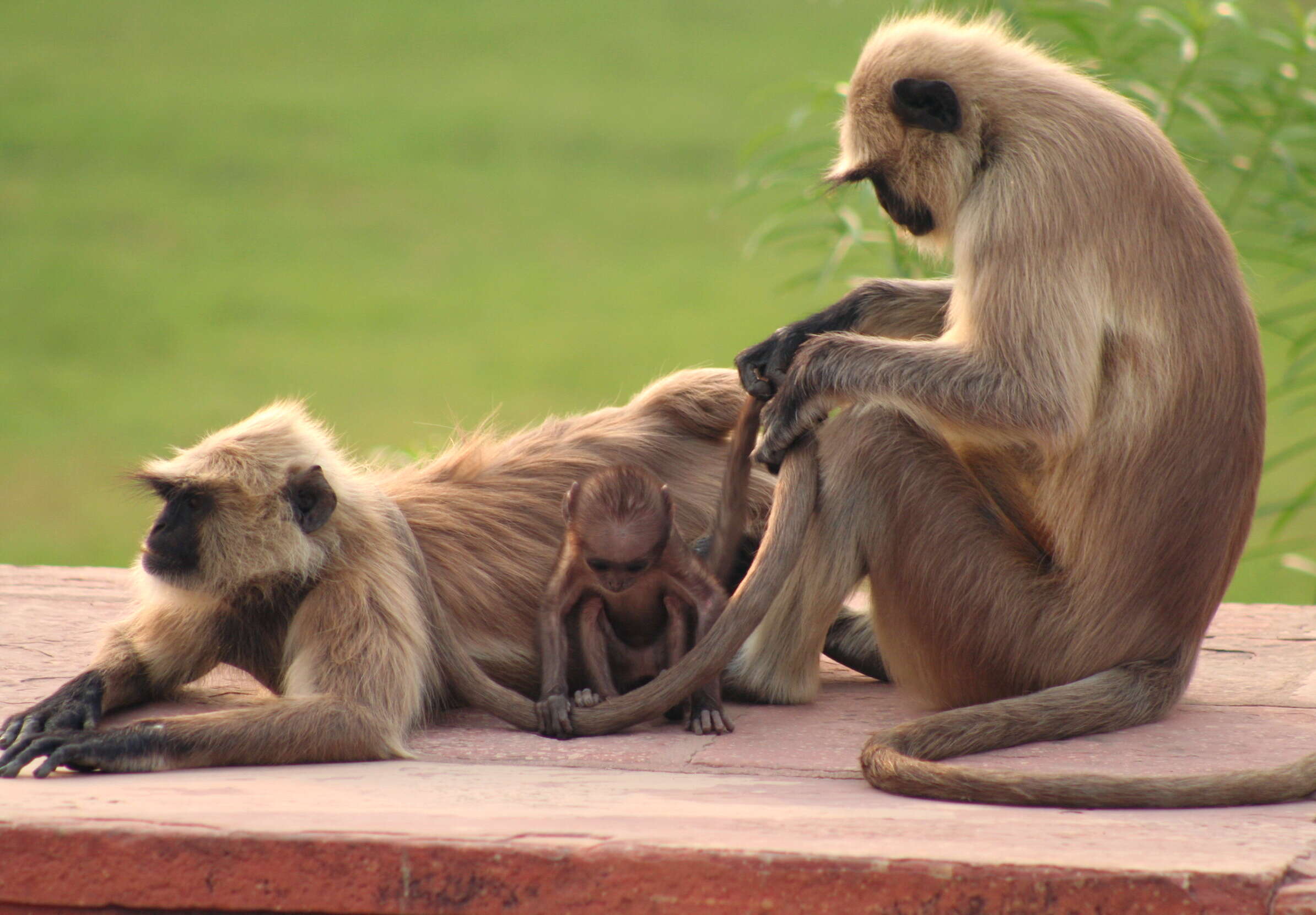 Image of Dussumier's Malabar Langur