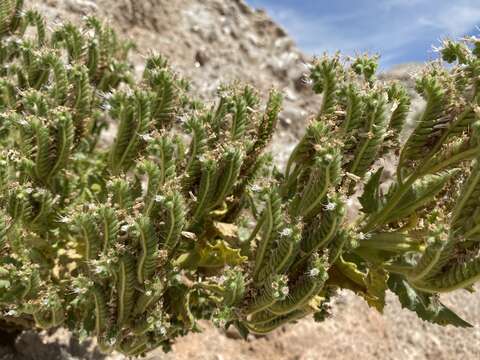 Image of Palmer's phacelia