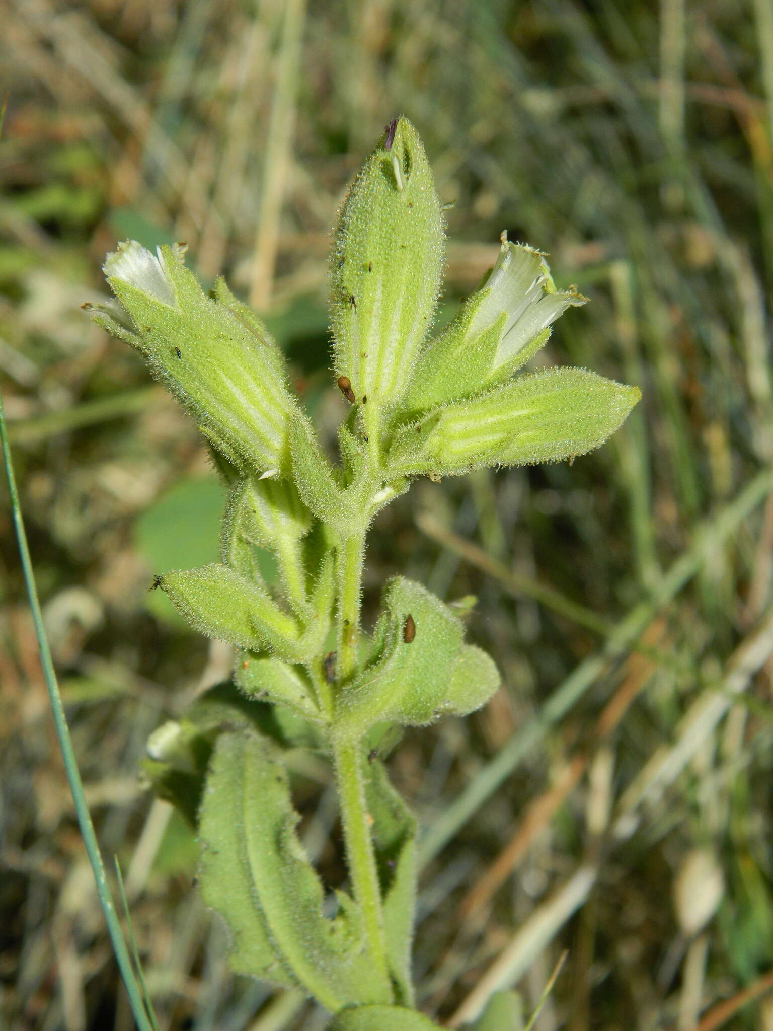 Image of Spalding's Catchfly