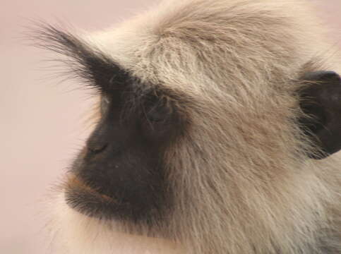 Image of Dussumier's Malabar Langur