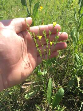 Слика од Linum sulcatum Riddell