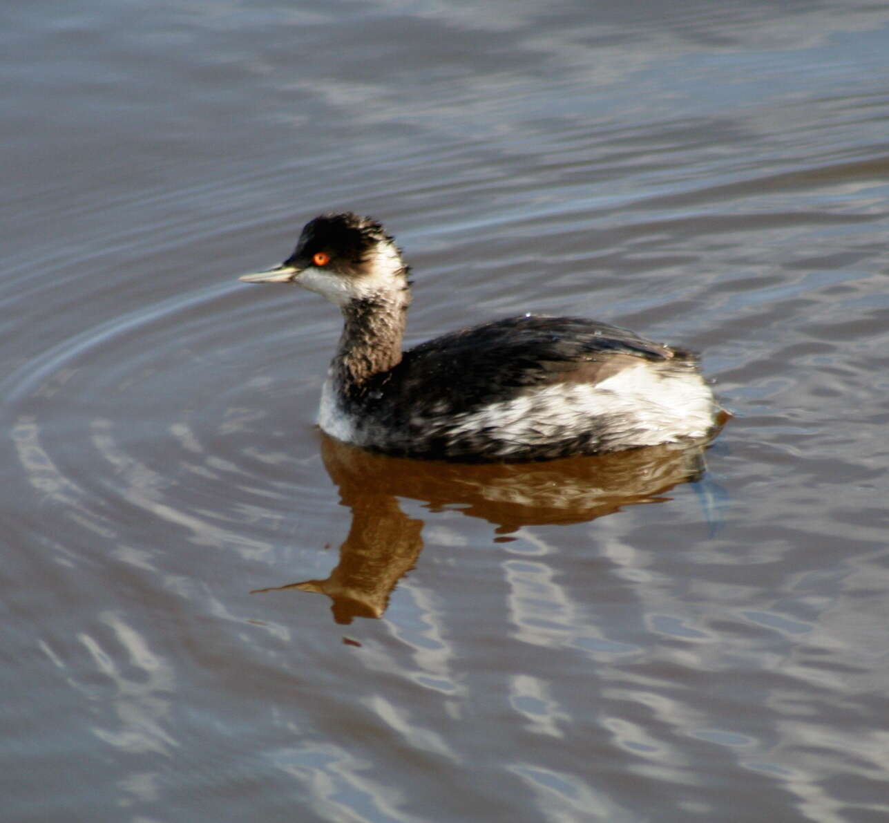 Image of Podiceps Latham 1787