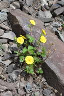 Image de Potentilla asperrima Turcz.