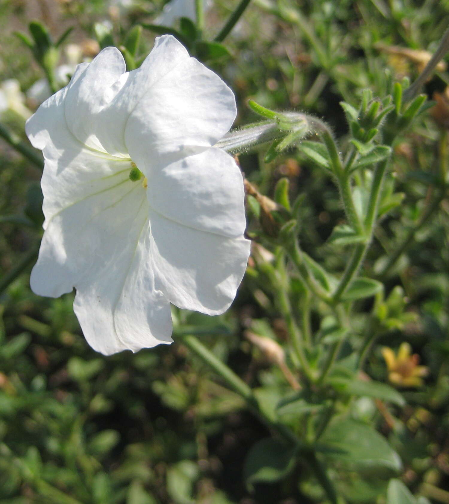 صورة Petunia axillaris (Lam.) Britton