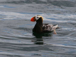 Image of Tufted Puffin