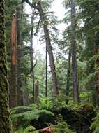 Image of western hemlock