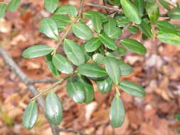 Image of Japanese holly