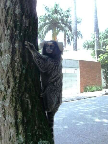 Image of Common Marmoset