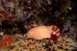 Image of Rugby-ball dorid