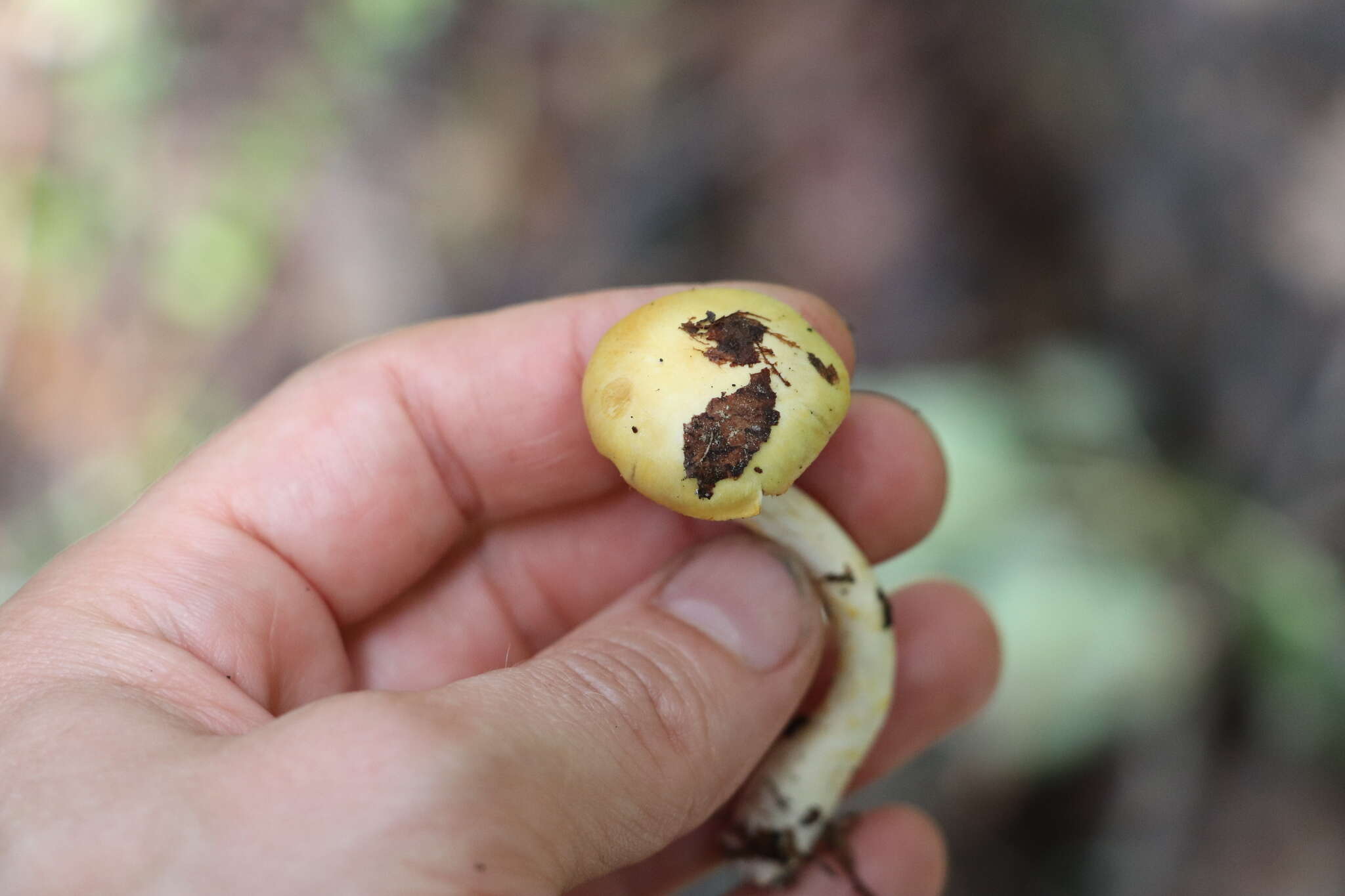 Imagem de Cortinarius delibutus Fr. 1838