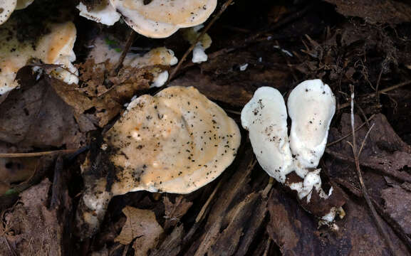 Imagem de Loweomyces fractipes (Berk. & M. A. Curtis) Jülich 1982