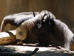 Image of anteater