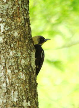 Image of Pale-crested Woodpecker