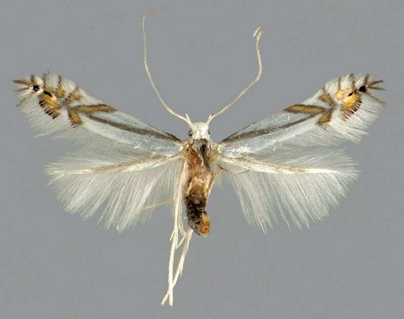 Image of Phyllocnistis tropaeolicola Kawahara, Nishida & Davis 2009
