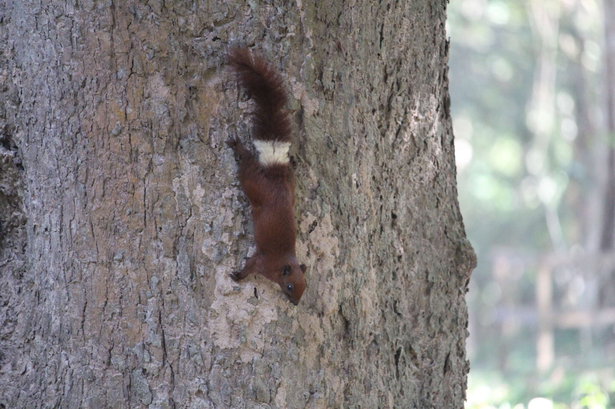 Image de Callosciurus finlaysonii annellatus Thomas 1929